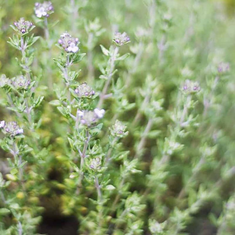 リューカデンドロン サファリサンセット 【庭木 6号鉢 花木苗／1個売り
