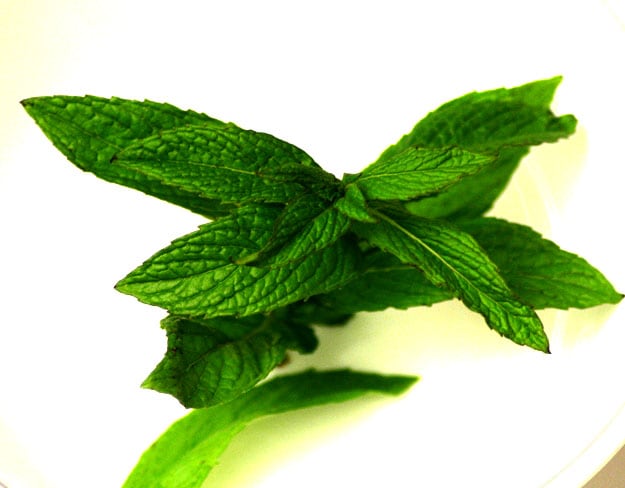 イングリッシュミント 【ハーブ苗9cmポット／3個セット】