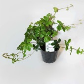 パーセノシッサス シュガーバイン 9cmPOT|観葉植物