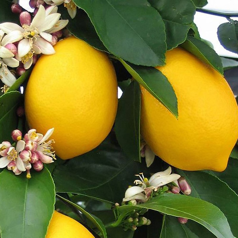 マイヤー、サイパン、タヒチ、レモン21、フレーバーグリーン、シークワァーサー マイヤー、サイパン、タヒチ、レモン21、フレーバーグリーン