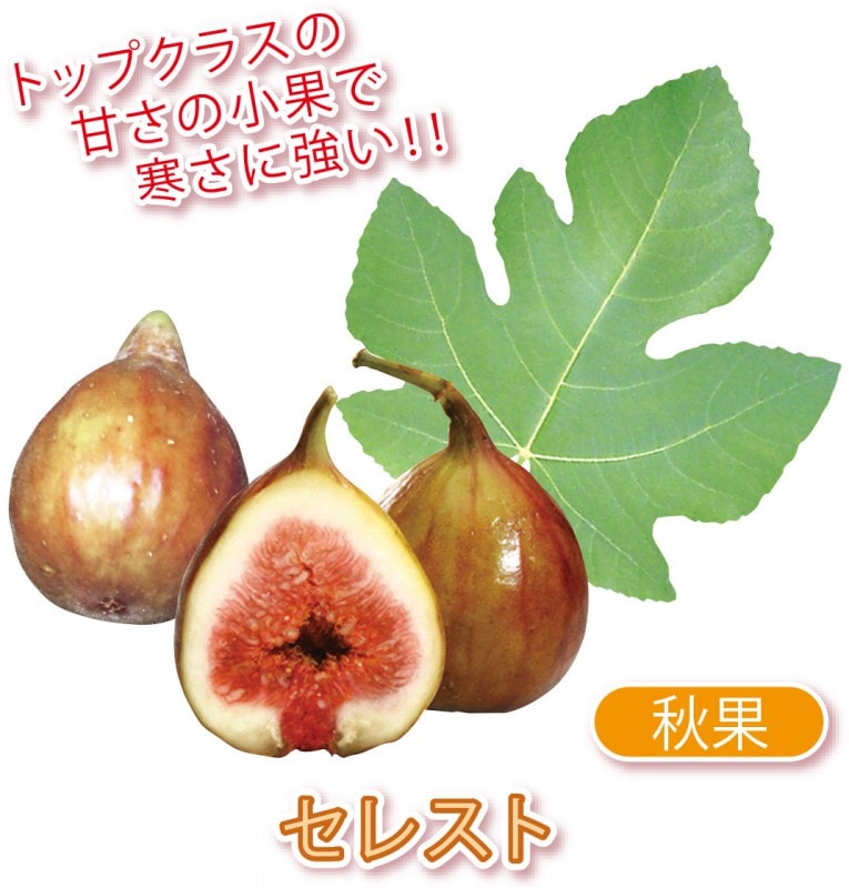 エカチェリーナイチジク4種セット エカチェリーナイチジク4種セット エカチェリーナイチジク4種セット