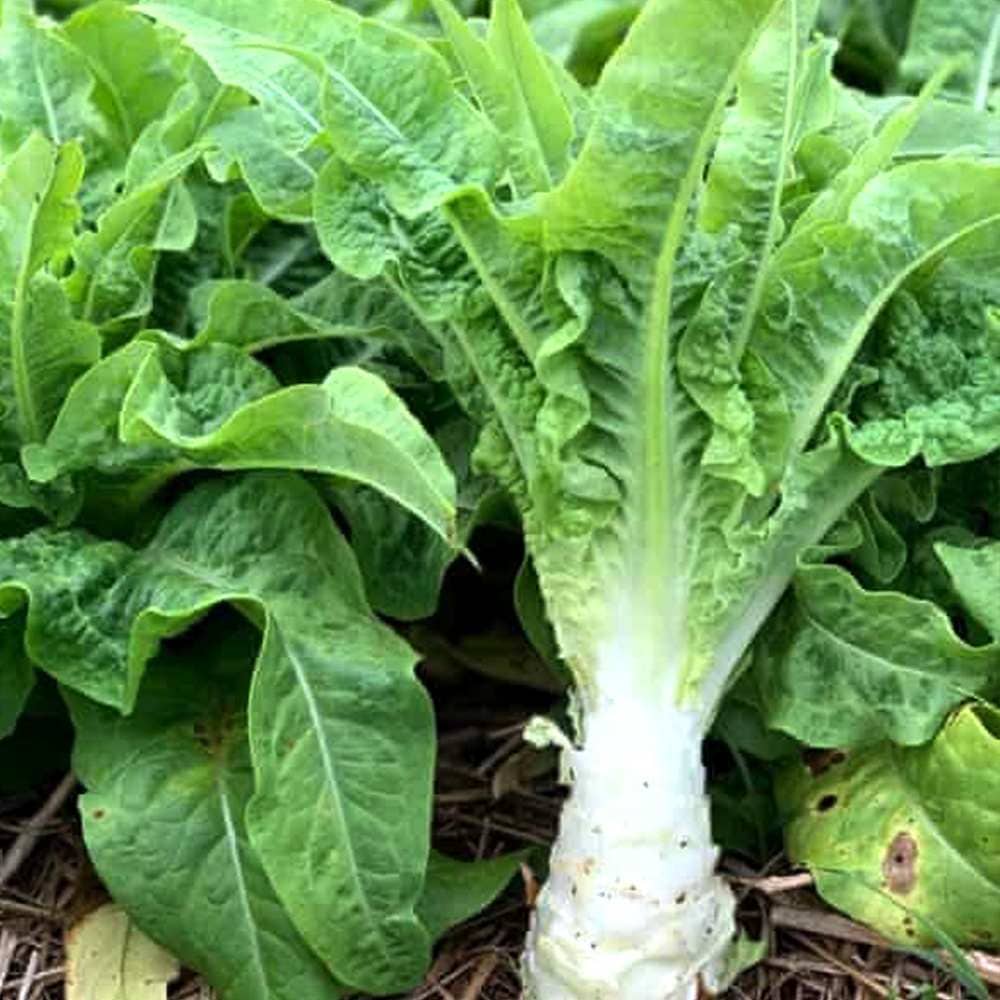 茎レタス(山くらげ)【野菜苗9cmポット／3個セット】