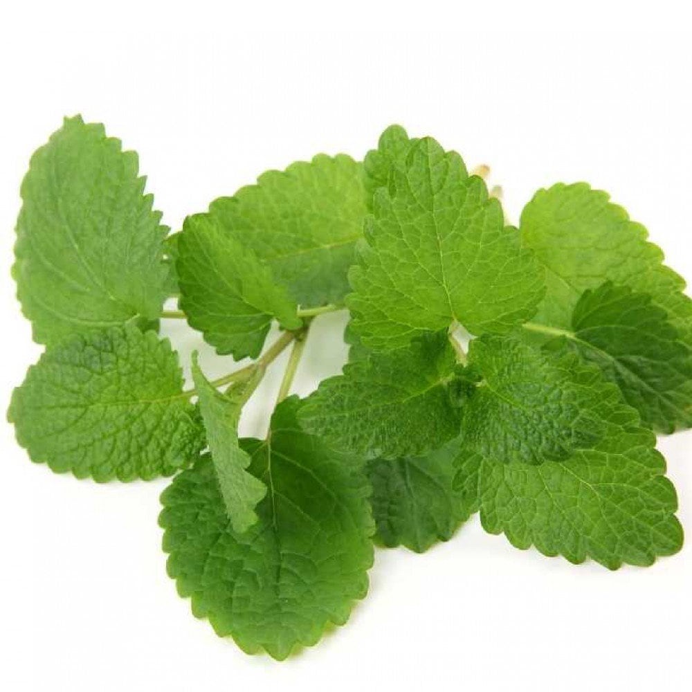 レモンバーム【ハーブ苗9cmポット／3個セット】