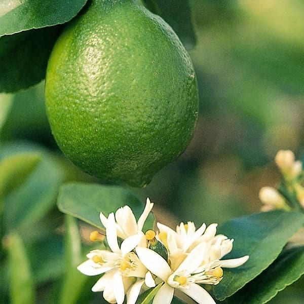 大実タヒチライム【果樹苗 9cmポット挿し木苗／2個セット】