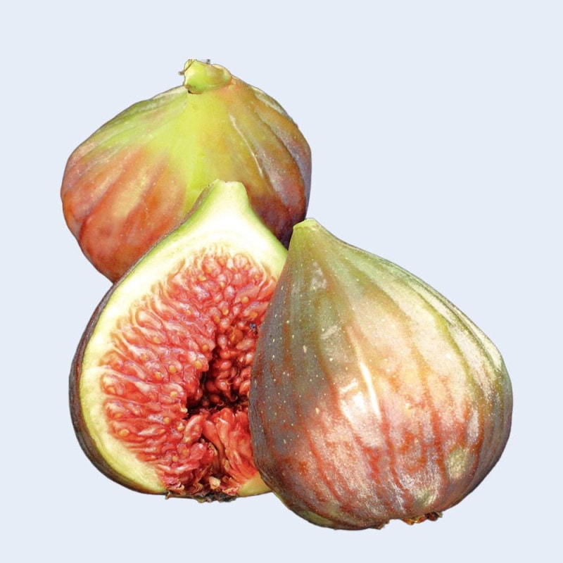 イチジク｜【植物のITANSE】全品送料無料・即出荷!