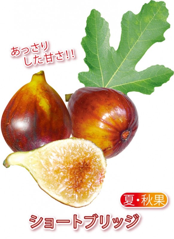 イチジク｜【植物のITANSE】全品送料無料・即出荷!