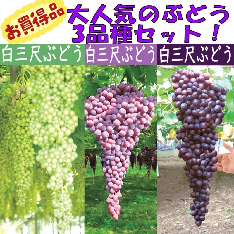 ぶどう ピオーネ ピオーネの苗木果樹 1～2年生挿し木苗12～15cmポット