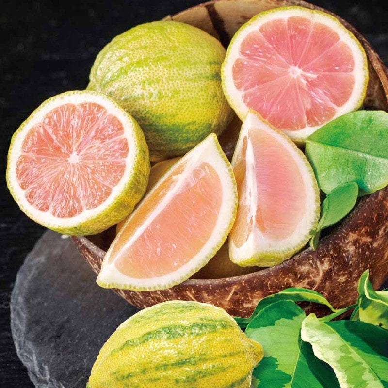 レモンの苗木 ピンクレモネード【果樹の苗木 8号ポット大苗 3年生 接木