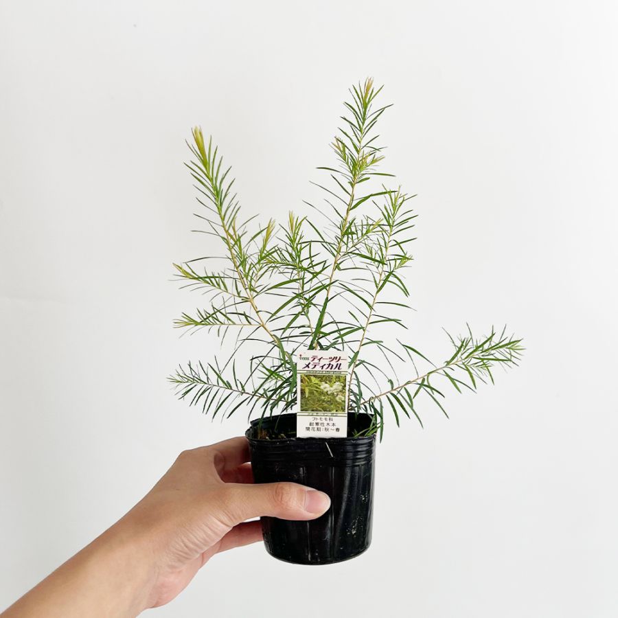 ティーツリーメディカル【品種で選べるハーブ苗】｜ 【植物の