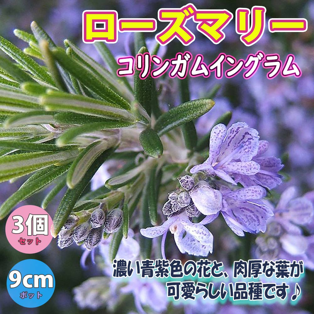 ローズマリーコリンガムイングラム 【ハーブ苗9cmポット】