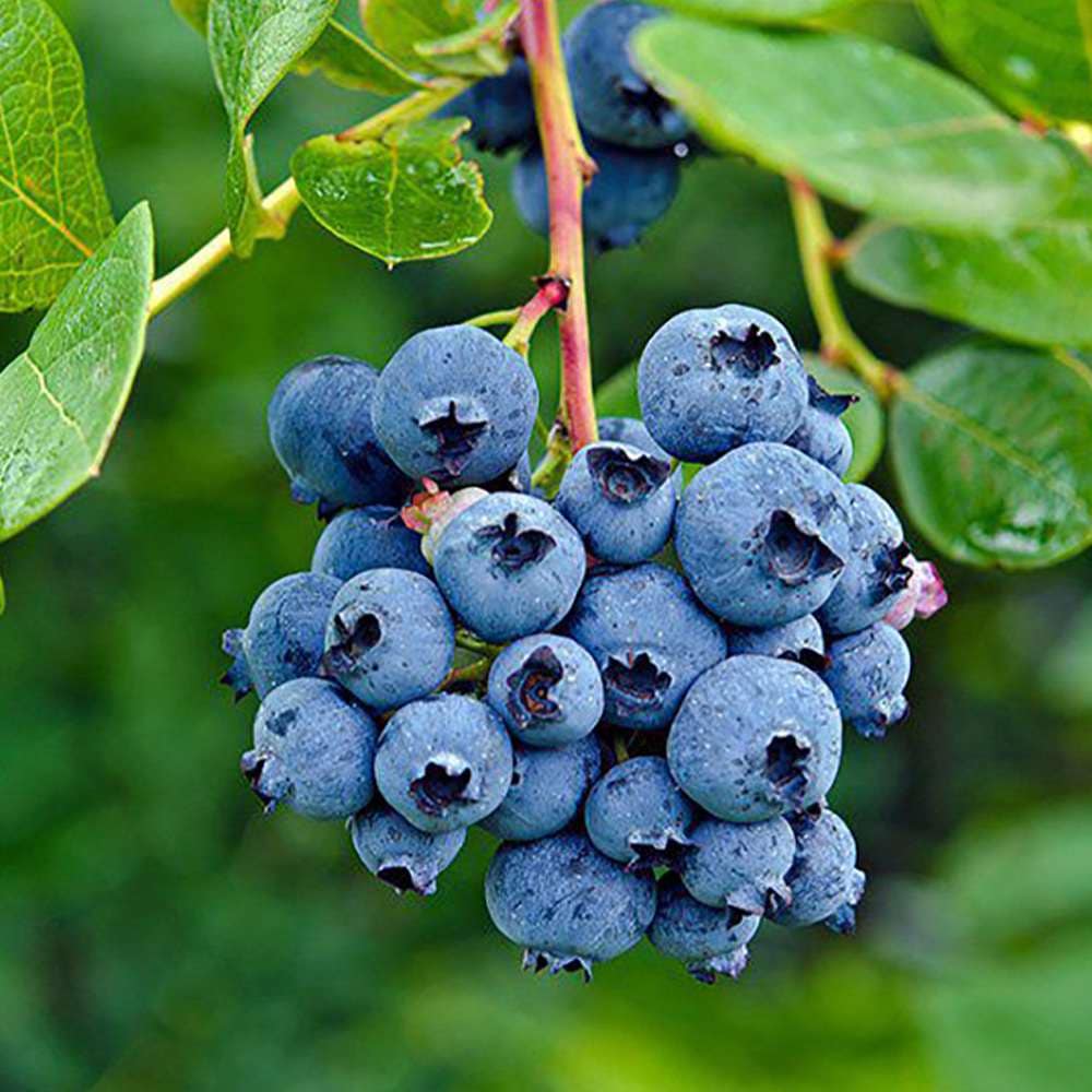 ブルーベリー苗　オニール大苗2本セット① 大実サザンブッシュ系ブルーベリー サザンオニール 12cmポット苗