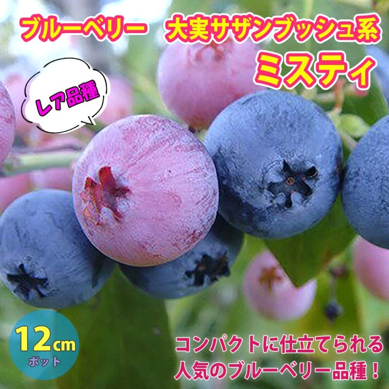 ブルーベリー苗　ミスティ42本セット ブルーベリー苗 ミスティ42本セット(オーダー)