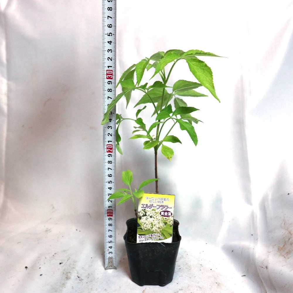 手渡限定‼️ エルダーフラワー 大苗(約150cm)① エルダー・無農薬9cm