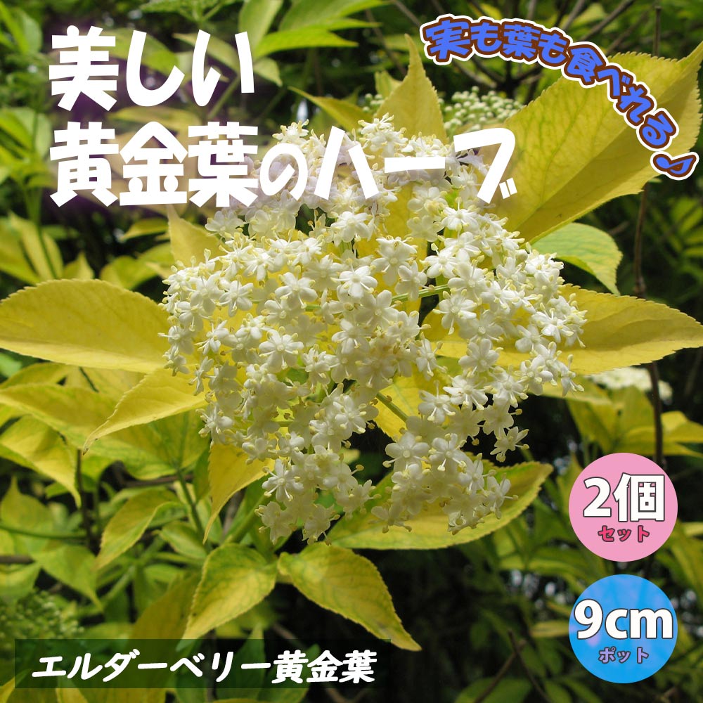エルダーベリー黄金葉 実も食べれるハーブ／お庭のシンボルツリーにもなる花木苗9cmポット【2個セット】