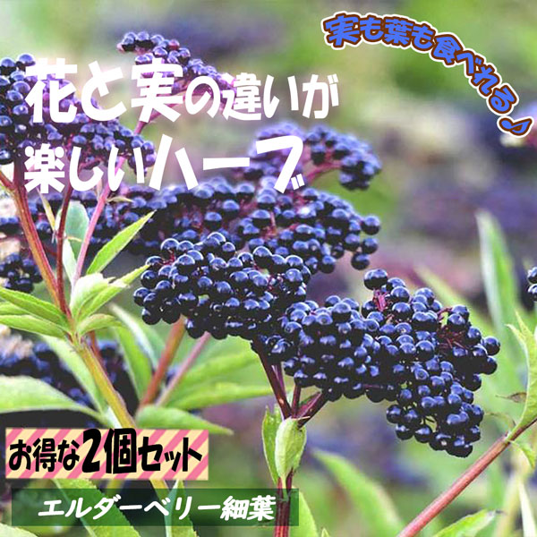 エルダーベリー細葉(エルダーフラワー) 実も食べれるハーブ／お庭のシンボルツリーにもなる 9cmポット【1個～】