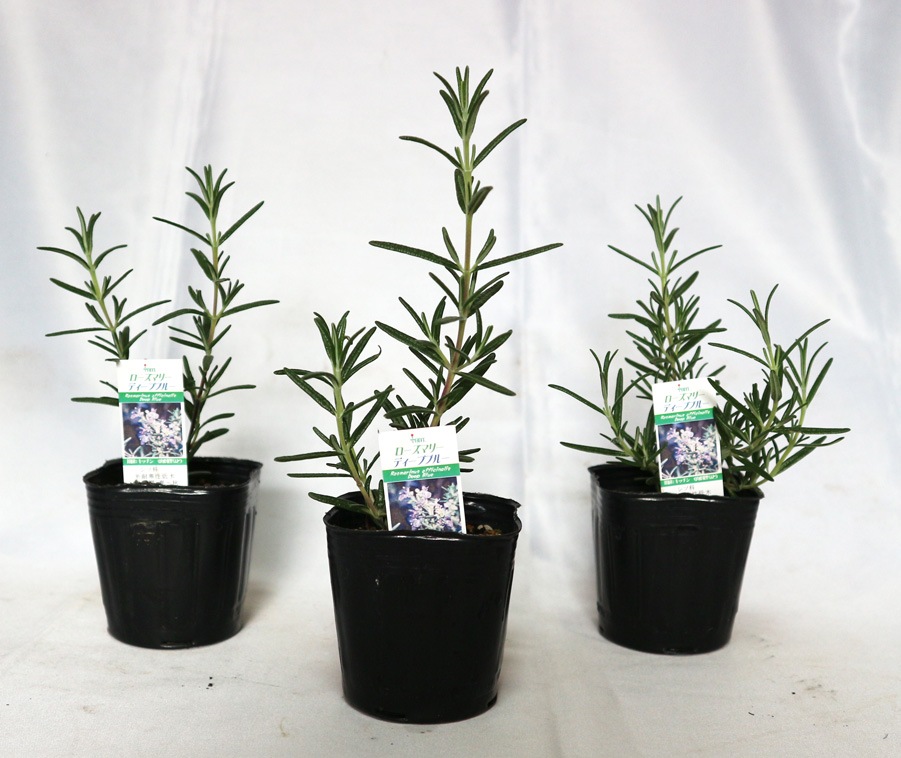 ローズマリーディープブルー 【ハーブ苗9cmポット】｜ 【植物の
