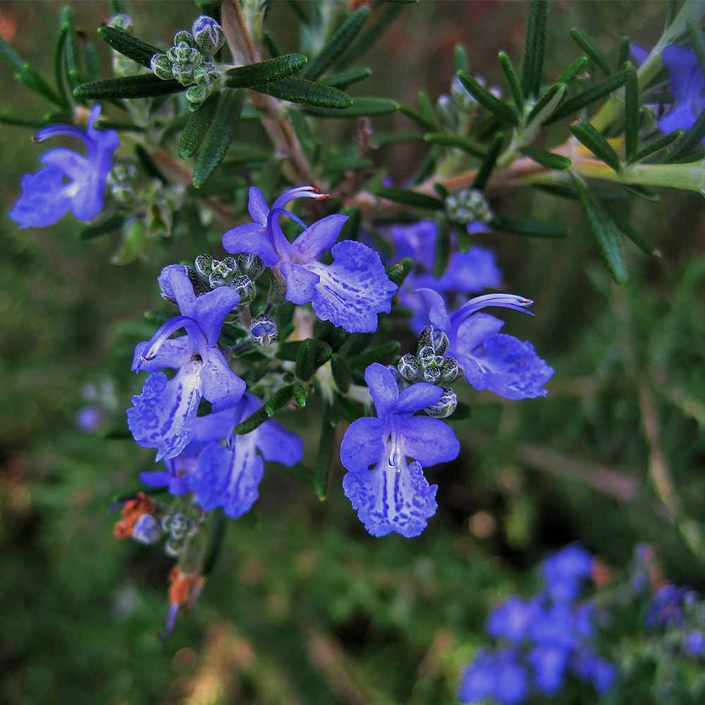 ローズマリーディープブルー 【ハーブ苗9cmポット】