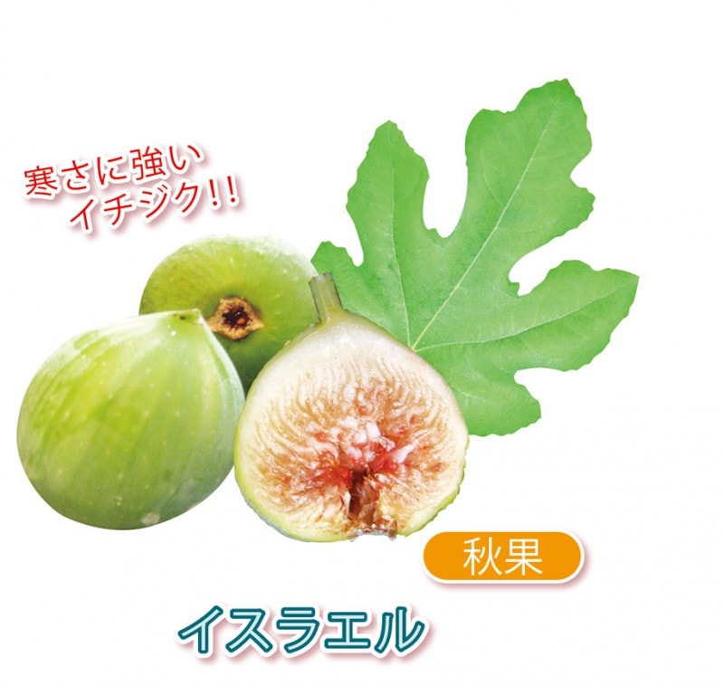 FIG課長様 イチジク穂木 FIG課長様専用 いちじく穂木
