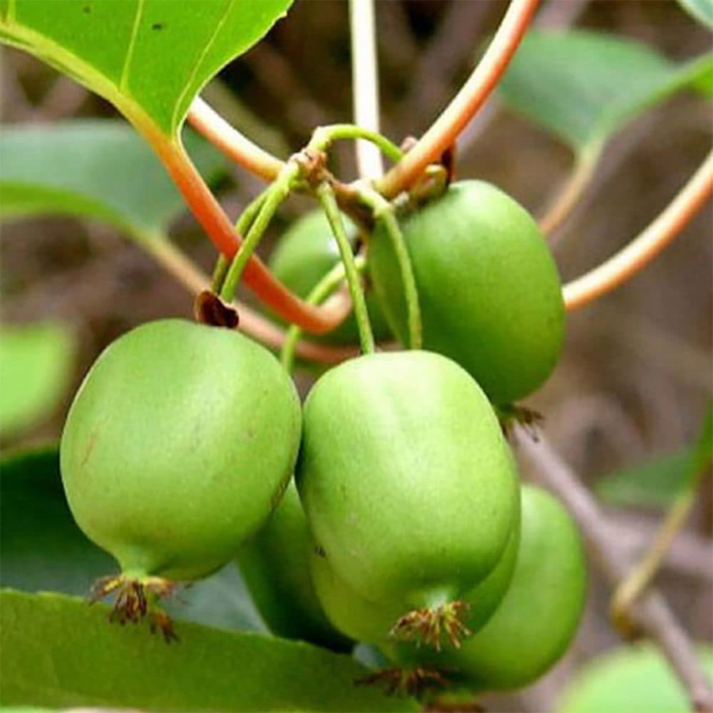 ベビーキウイ スイートグリーン【ミニ果樹苗9cmポット／2個セット】