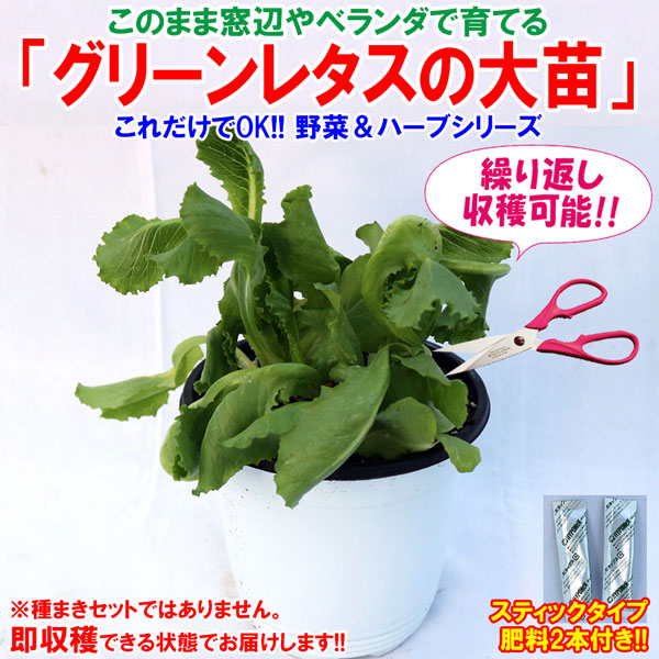 シャキシャキグリーンレタスの大苗【野菜苗15cm硬質ポット大苗1個／肥料付き】
