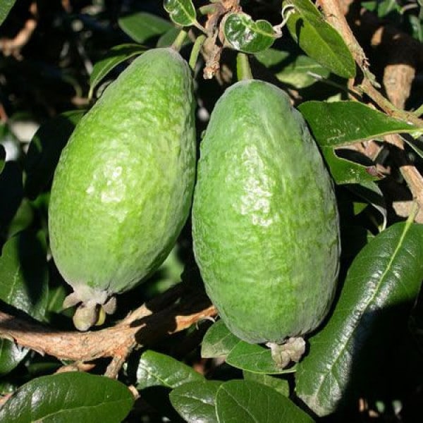 フェイジョア トライアンフ:花も美しい庭園向き果樹 18cmポット:樹高約