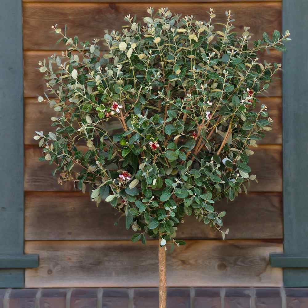 sonotoki　フェイジョア　無農薬 sonotoki フェイジョア 無農薬 6月中旬のフェイジョア園の様子と人工