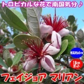 フェイジョア マリアン:花も美しい庭園向き果樹 18cmポット:樹高約60cm 【九州圃場より直送】|植木・花木