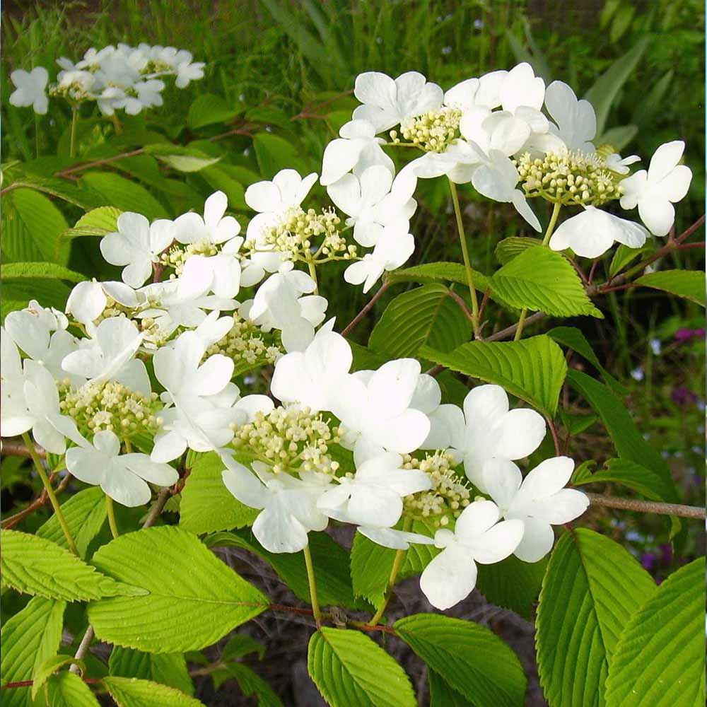 シキザキヤブデマリ庭園向き花木 21cmポット:樹高約50～70cm 【九州圃場より直送】