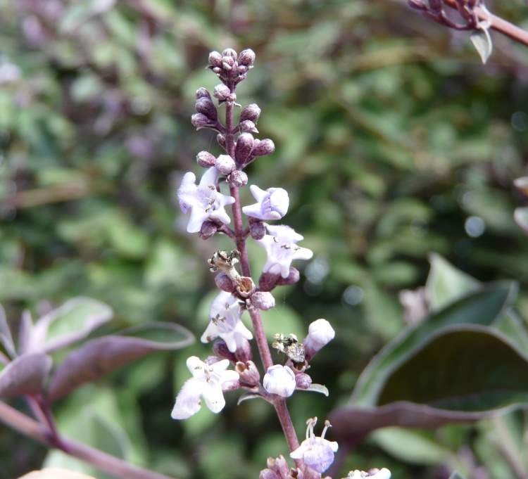 セイヨウニンジンボクプルプレア（ミツバハマゴウ）夏から初秋の花が