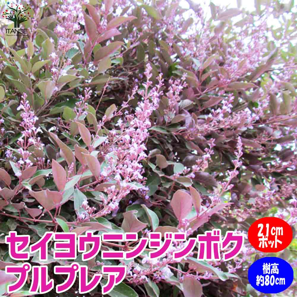セイヨウニンジンボクプルプレア（ミツバハマゴウ）夏から初秋の花が美しい庭園向き花木 21cmポット:樹高約60～80cm 【九州圃場より直送】