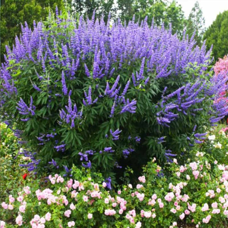 コウモリラン リドレイ ワイルド板付き 【観葉植物 なし/1個売り コウモリラン リドレイ ワイルド板付き 【観葉植物 なし/1個売り