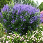 修景バラ 雅（みやび）庭園向き／管理が楽で丈夫な薔薇苗 24cmポット:樹高約30cm 【九州圃場より直送】|植木・花木