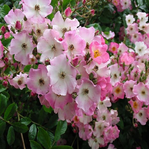 修景バラ 雅（みやび）庭園向き／管理が楽で丈夫な薔薇苗 24cmポット:樹高約30cm 【九州圃場より直送】