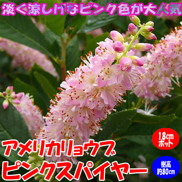 Itanse良品ｾﾚｸﾄ通販