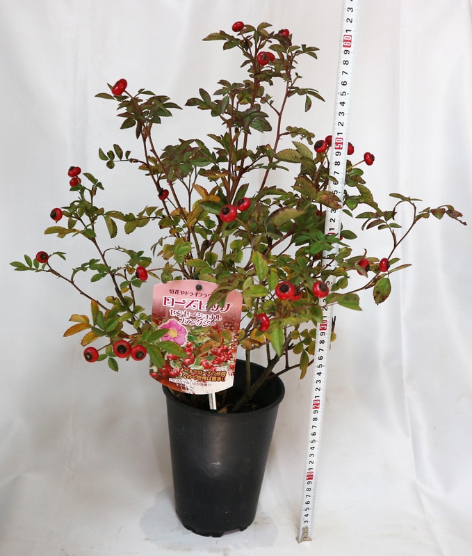 特価‼️バラの実❇️ローズヒップ❣️センセーショナルファンタジー 20本♪① 特価‼️バラの実❇️ローズヒップ❣️センセーショナルファンタジー 20