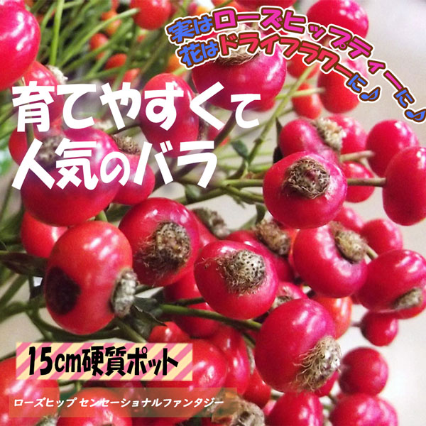 ローズヒップ センセーショナルファンタジー 実取り用品種 薔薇苗15cm硬質ポット／1個