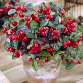 ゴーチェリア チェッカーベリー【赤い実が美しい花木苗9cmポット／1個】|植木・花木