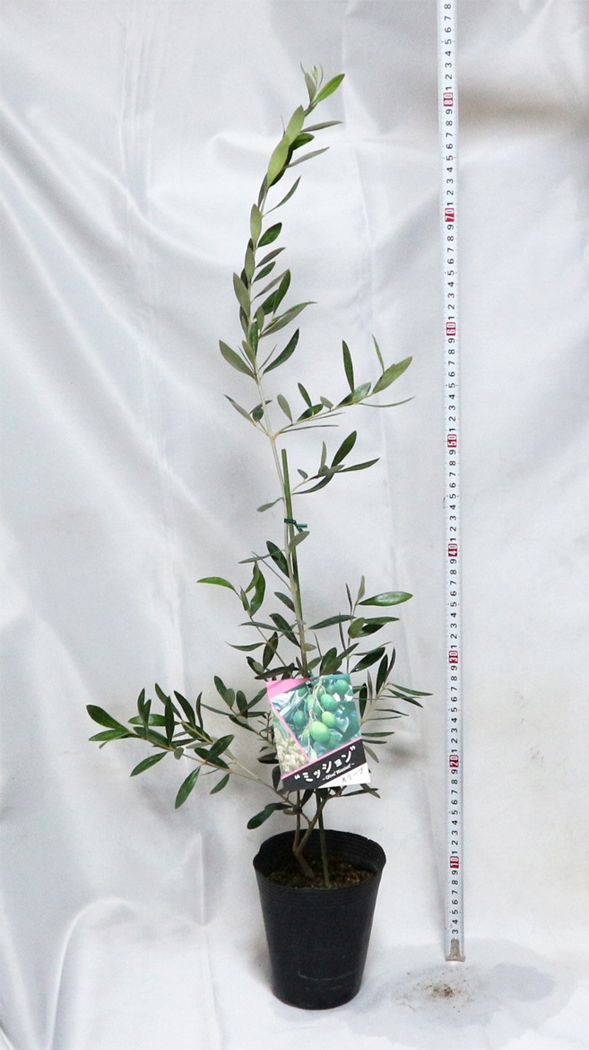 オリーブ苗木 ミッション【果樹苗 2～3年生挿し木 12cmロングポット／1
