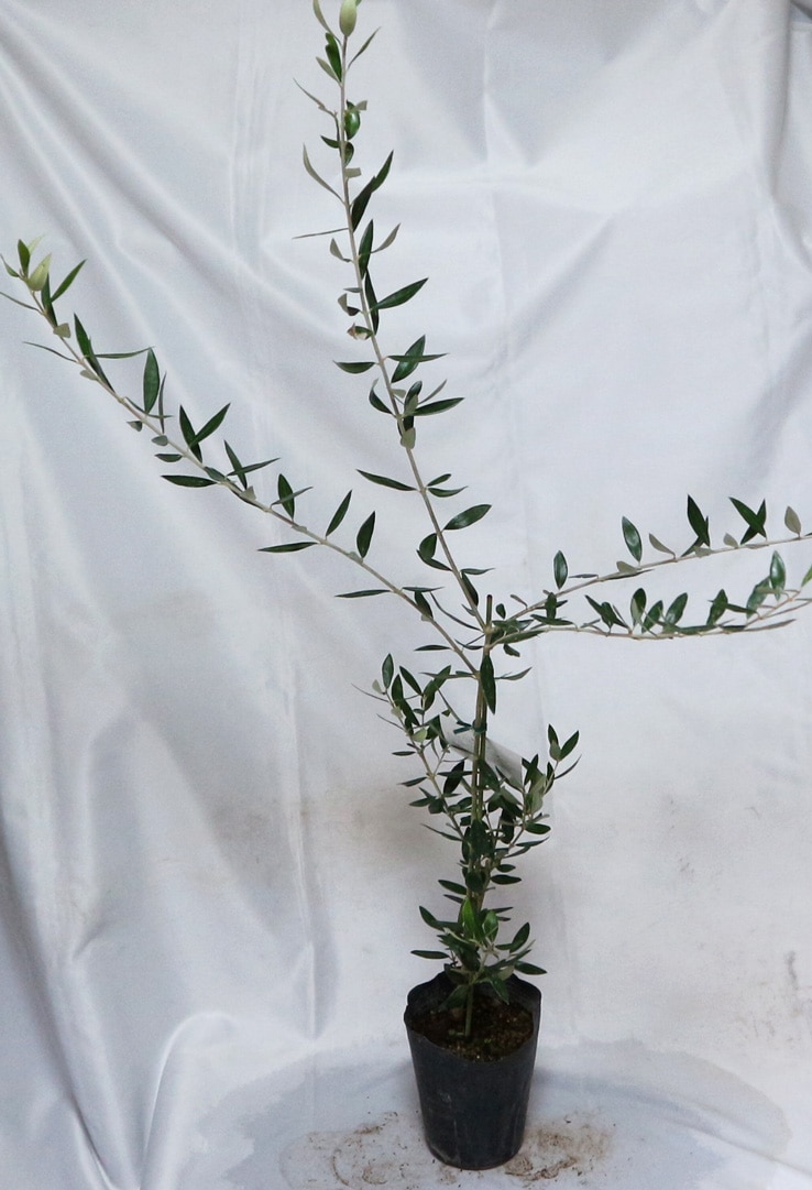 コロネイキ」オリーブ苗木12cmロングポット(2～3年生挿し木