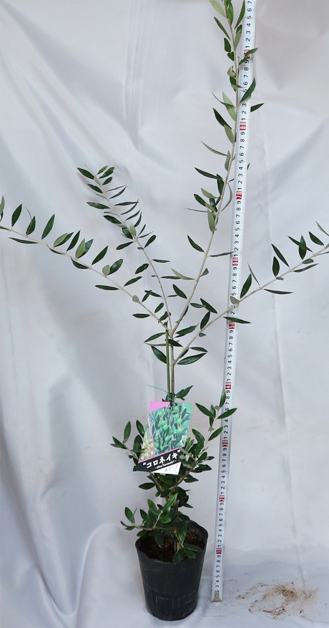 極太　オリーブの木　ネバティロブランコ オリーブ：ネバティロブランコ 8号硬質ポット の通販 | 園芸ネット
