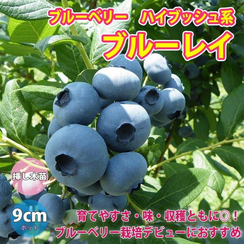 ブルーベリー苗木 「ブルークロップ」ハイブッシュ系【果樹の苗木 9cm