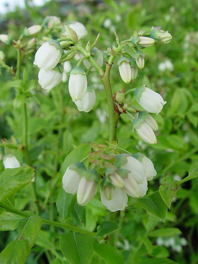 ブルーベリー苗木 「ブルークロップ」ハイブッシュ系【果樹の苗木 9cm
