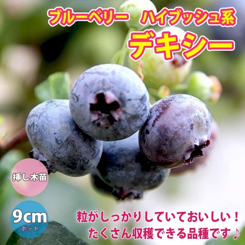 アテモヤの苗木 熱帯果樹【果樹の苗木 13.5cmセミロングPOT 接木苗／1