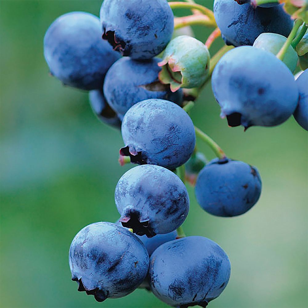 ブルーベリー苗木 「ティフブルー」ラビットアイ系【果樹の苗木 9cmポット】