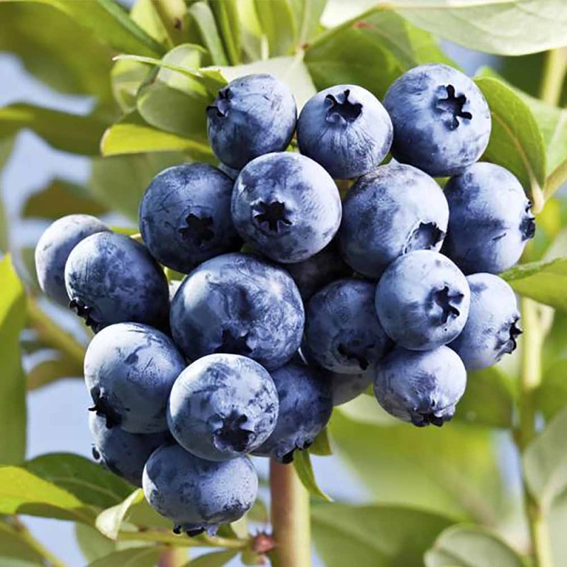 ブルーベリー｜【植物のITANSE】全品送料無料・即出荷!