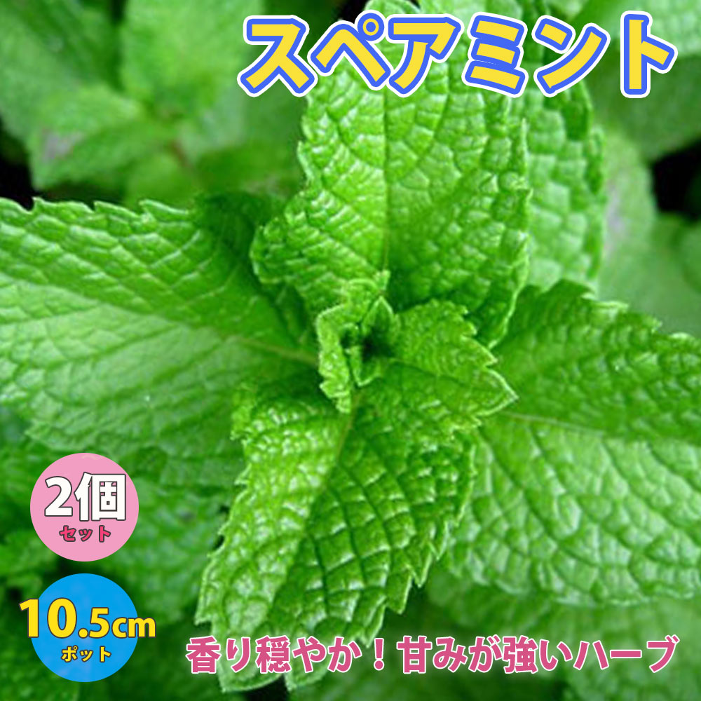 スペアミント」ハーブ10.5cmポット苗【2個セット】｜ 【植物の