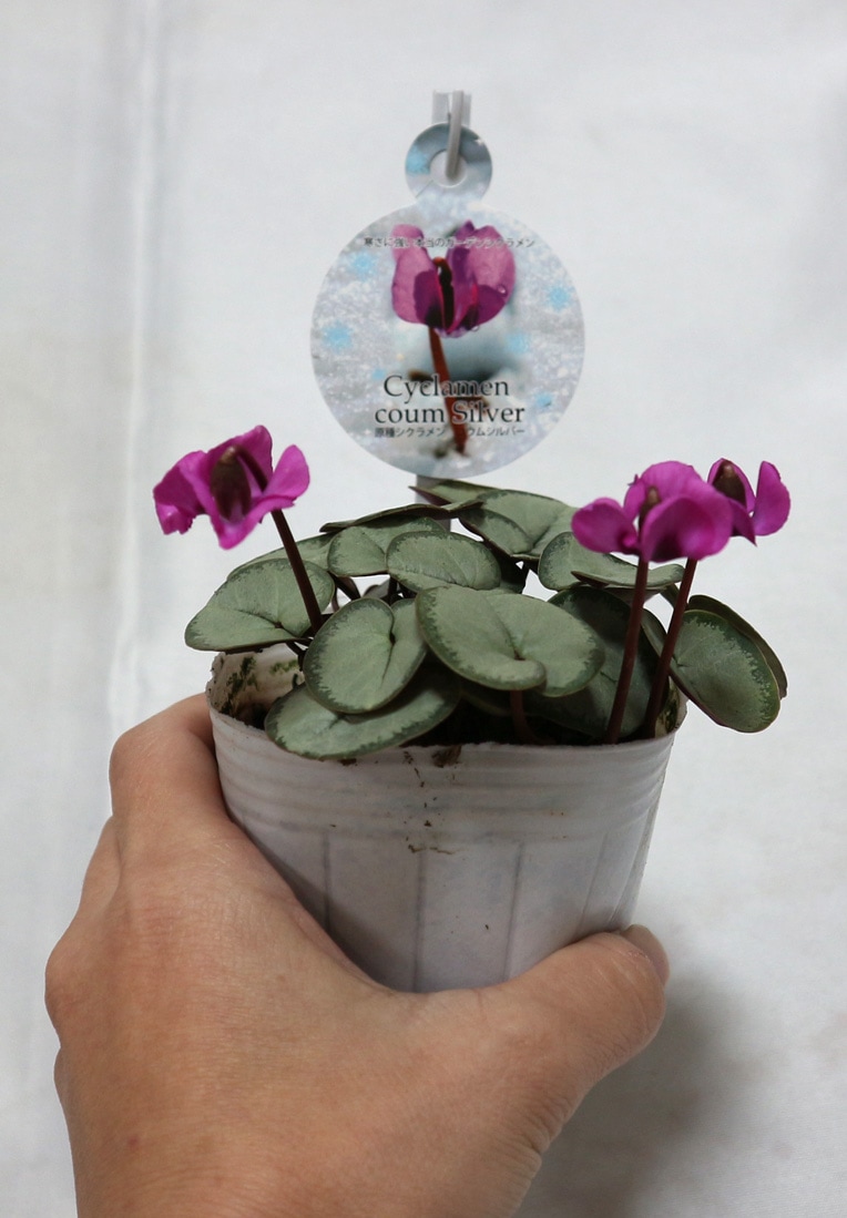 Itanse良品ｾﾚｸﾄ通販