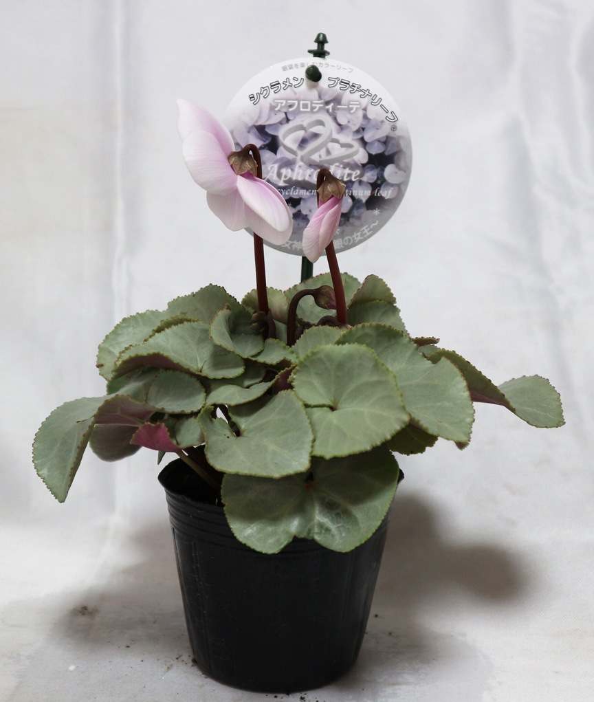 Itanse良品ｾﾚｸﾄ通販