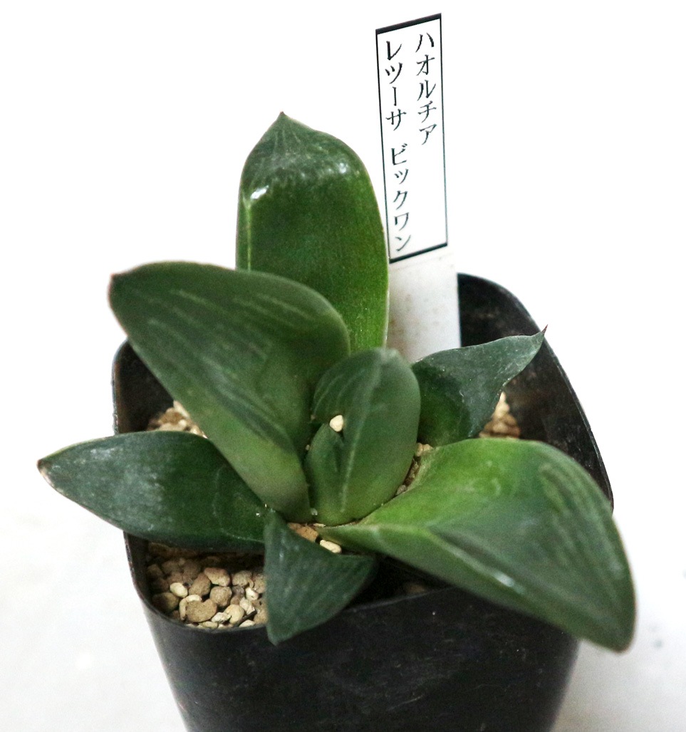 Itanse良品ｾﾚｸﾄ通販