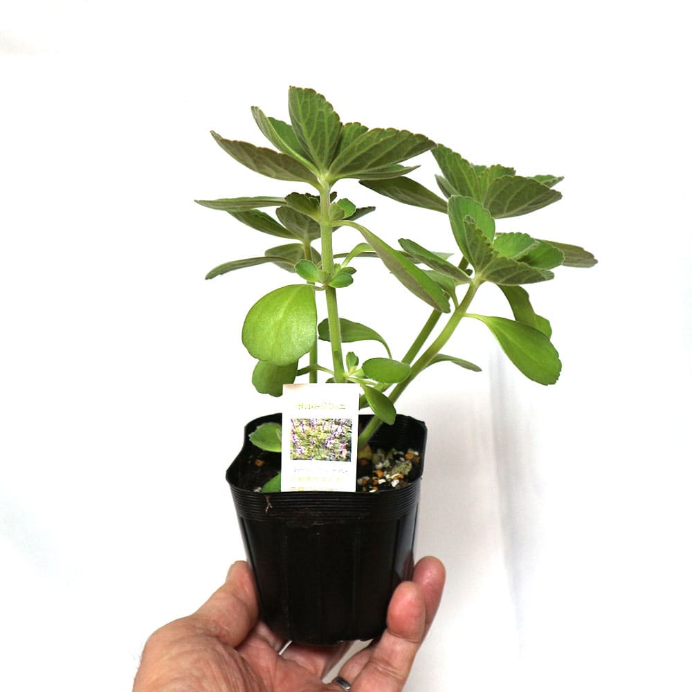 ボルトジンユ　ハーブ　苗　花木　多肉植物。香り。沖縄。山薬草。ボトルジンユ。樹木 ボルトジンユ【ハーブ苗9cmポット苗／1個～】｜ 【植物のITANSE